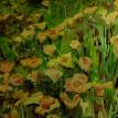 Yellow Poppies
